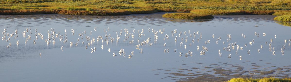 Escursioni nel Delta del Po