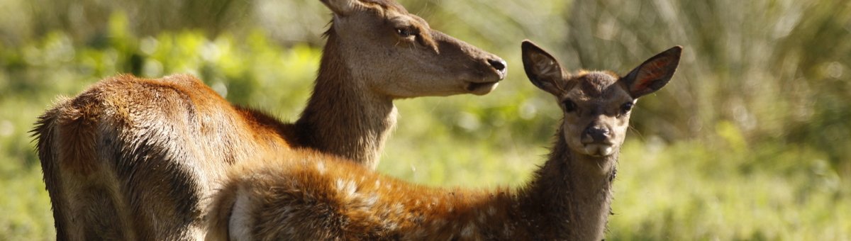 Escursioni nel Delta del Po