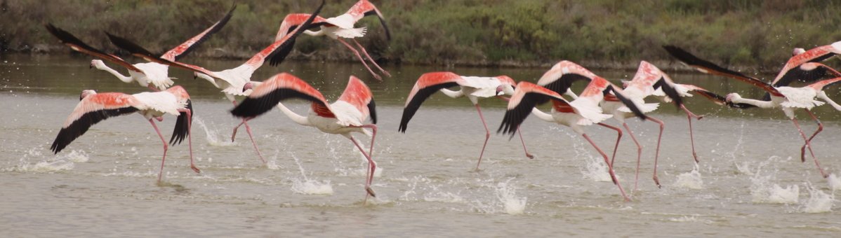 Escursioni nel Delta del Po